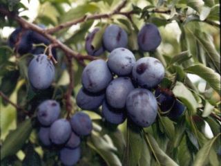 I am selling plums for tuica directly from the