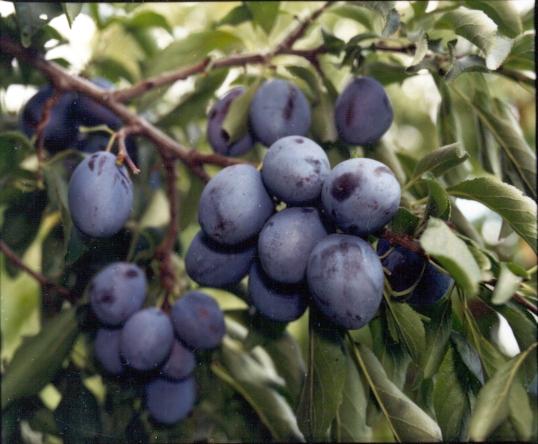 I am selling plums for tuica directly from the uncultivated orchard