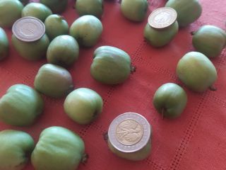 Hello, I am selling a mini kiwi. Goods from