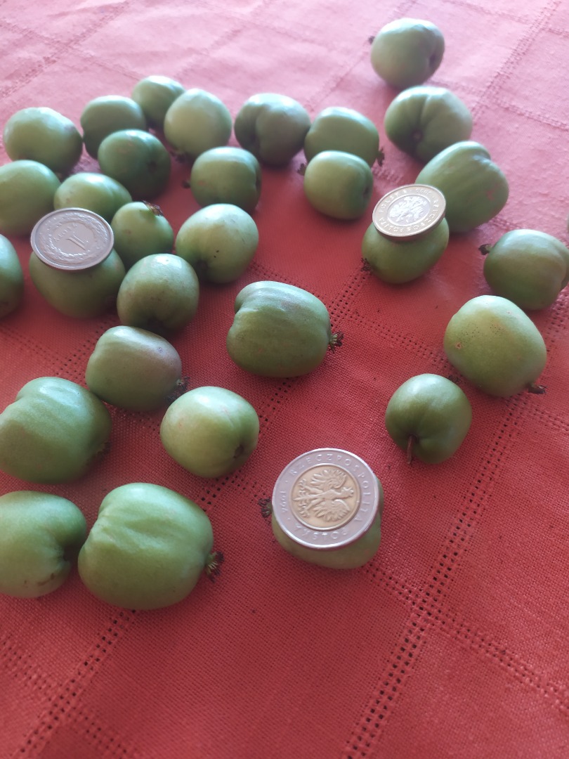 Hello, I am selling a mini kiwi