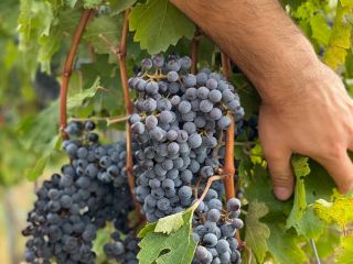 Grapes for sale - wine varieties - Cabernet Sauvignon,