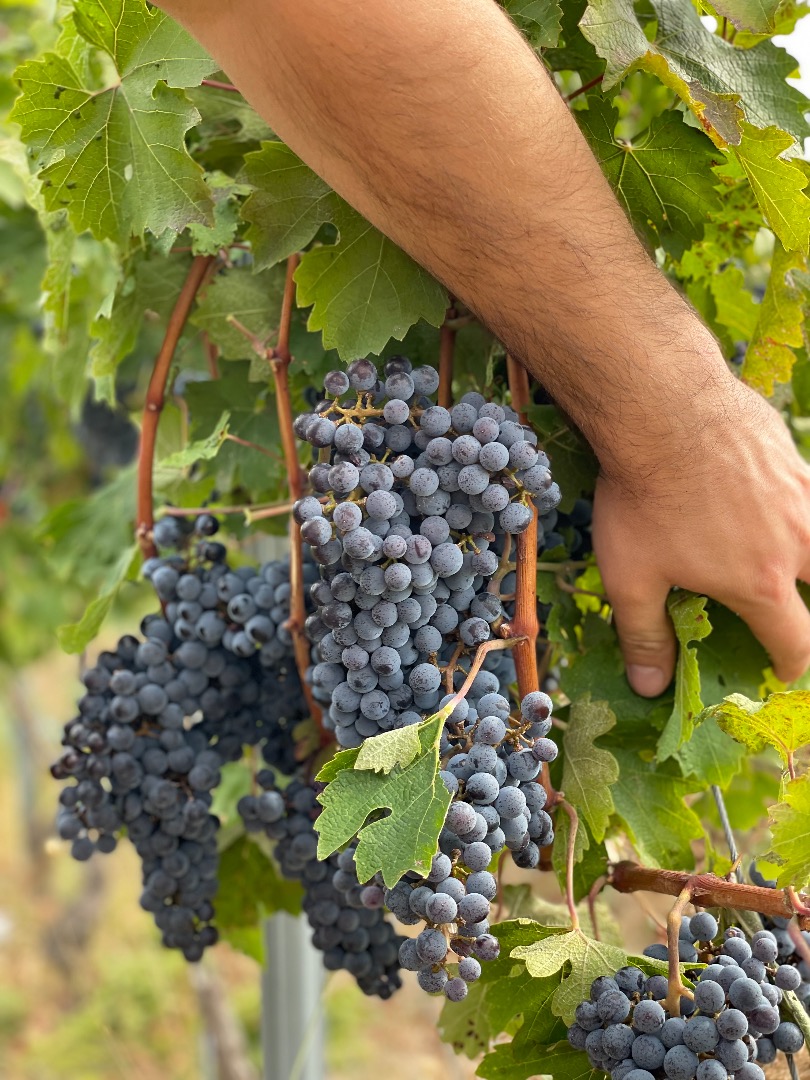 Grapes for sale - wine varieties - Cabernet Sauvignon, certified with geographical indication
