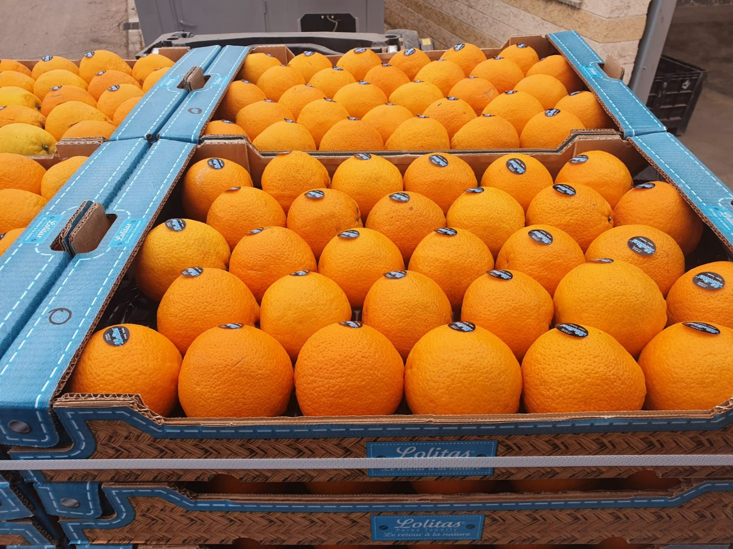 The Laverida company is looking for a distributor of citrus fruits in Poland