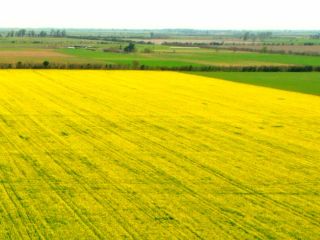Rape harvest 2021