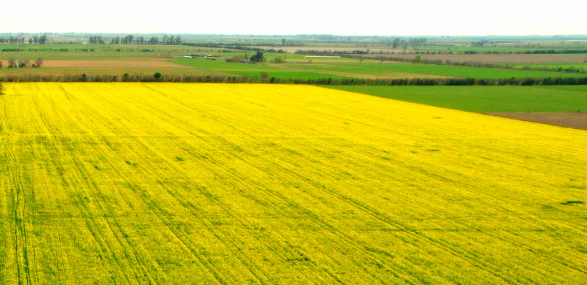 Rape harvest 2021