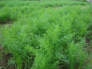 I will sell wholesale quantities of young dill in