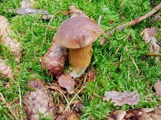 I offer for sale this year's boletus hats, only