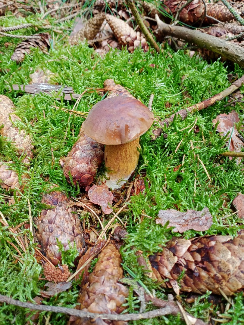 I offer for sale this year's boletus hats, only carefully dried and selected hats, without wormy ones, I heartily recommend