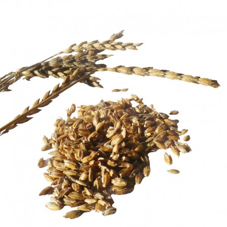 Hello, I am looking to buy 200 kg of winter spelled in a husk for sowing
