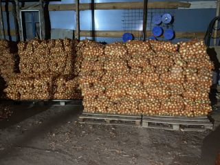 Onion harvest2021
