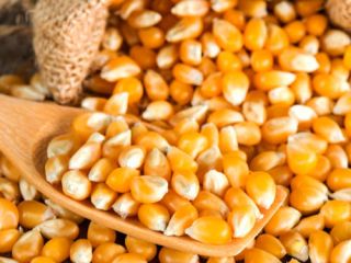 YELLOW CORN email : Maize/Corn Product Name Yellow Maize