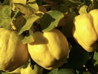 Quince from qrower to sale in big quantity