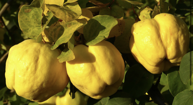 Quince from qrower to sale in big quantity