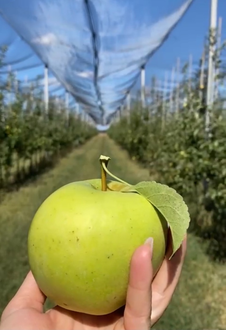 From the beginning of the world, when the apple was "untouchable", being a symbol of knowledge, good and evil, and to the fairy tales in which it was