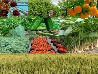 Hello I am a supplier and producer of fruits