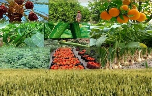 Hello I am a supplier and producer of fruits and nuts for export from iran to foreign countries