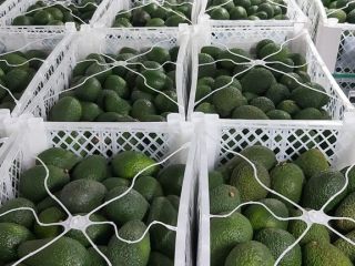 Laverida will sell AVOCADO Hass, Tasty and creamy. Origin