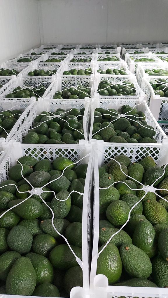 Laverida will sell AVOCADO Hass, Tasty and creamy