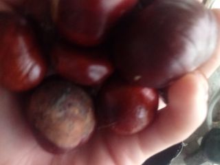 I sell chestnuts every day