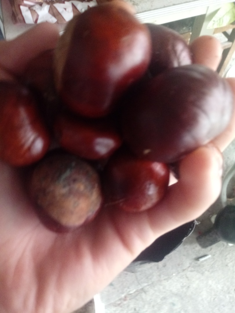 I sell chestnuts every day