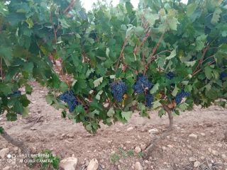 40 tons of excellent quality tempranillo grapes are sold.