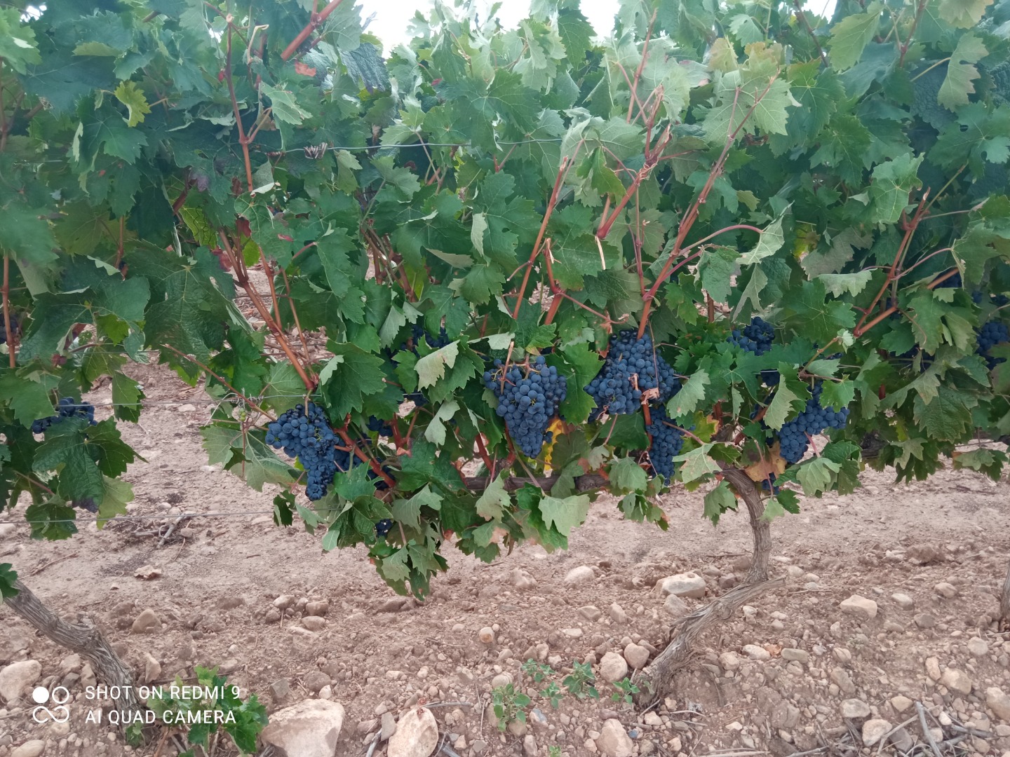 40 tons of excellent quality tempranillo grapes are sold