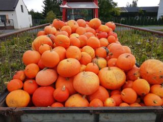 I will sell a pumpkin from my own farm.