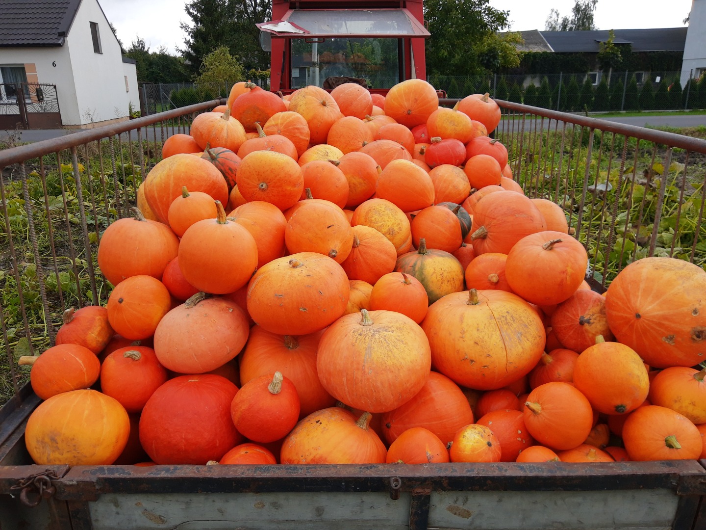 I will sell a pumpkin from my own farm