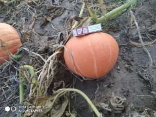 Hello, I have to offer Otylia pumpkins as a