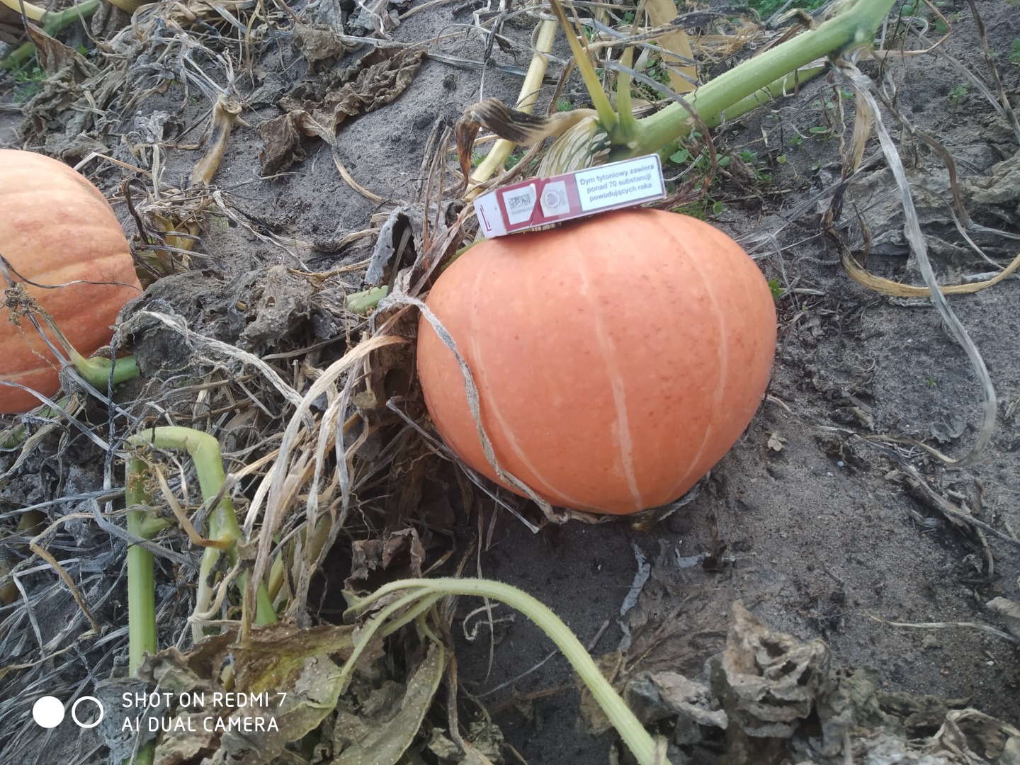 Hello, I have to offer Otylia pumpkins as a whole or converted into the industry