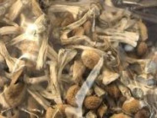 We grow the best shrooms and tope ecological products