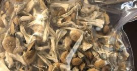 We grow the best shrooms and tope ecological products with highly recommend for patients as well as home consumption .For information on any product contact