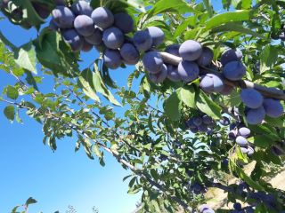 The fruits are very healthy, sweet and fragrant.