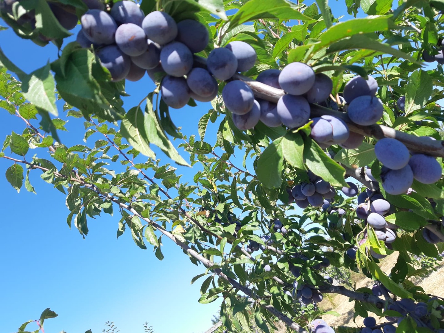 The fruits are very healthy, sweet and fragrant