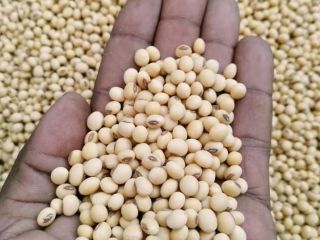 Soya Beans Available. Payment terms TT. Origin: Tanzania Kindly