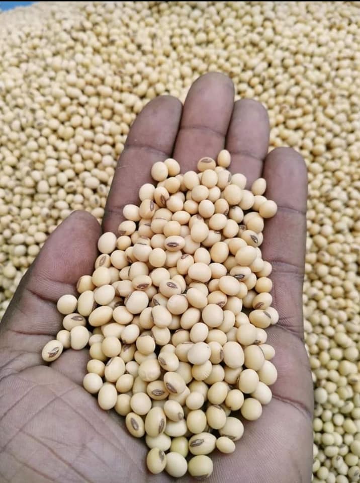 Soya Beans Available
