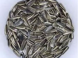 Sunflower Seeds Available. Payment terms TT. Origin: Tanzania Kindly