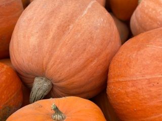 I will sell a giant pumpkin. Weight about 20