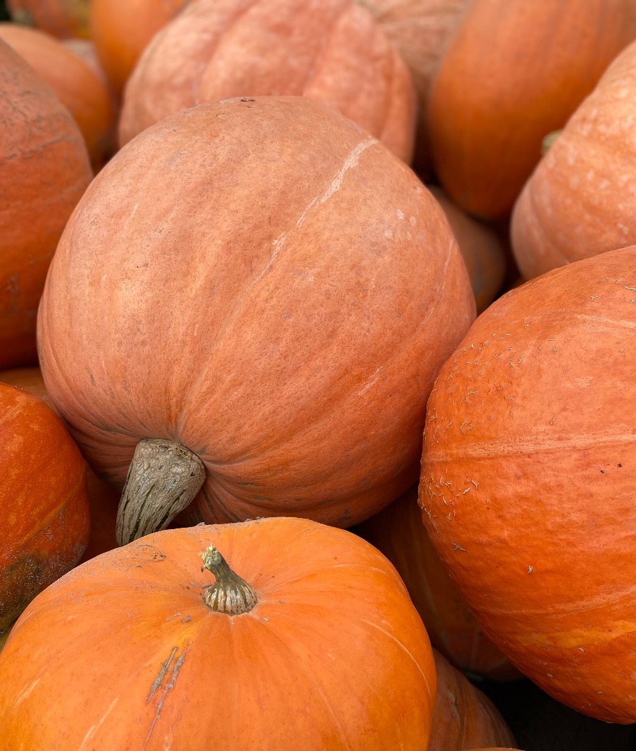 I will sell a giant pumpkin