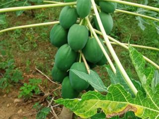 Papaya juice