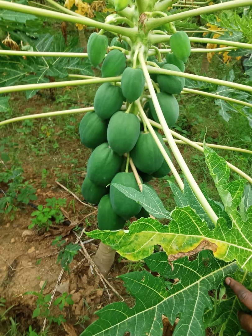 Papaya juice
