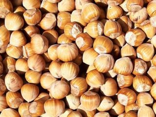 I will sell Cosford and Catalan hazelnuts. Very tasty,