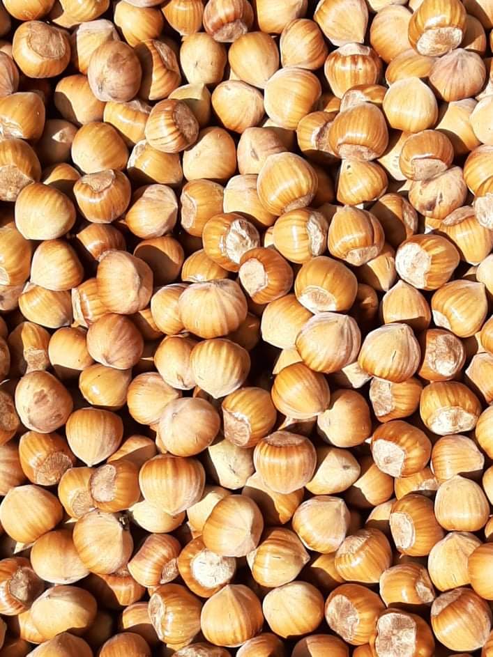 I will sell Cosford and Catalan hazelnuts