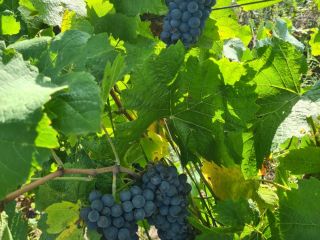 Hello. Grapes for sale. High quality vines for wine.