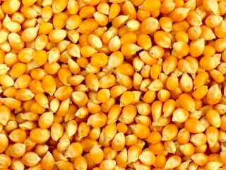 Yellow and White Maize available. Payment terms TT. Origin: