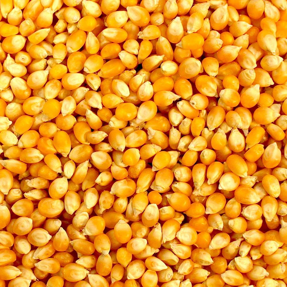 Yellow and White Maize available