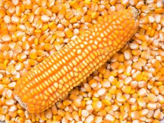 WHITE AND YELLOW CORN, MAIZE WHOLE KERNEL yellow maize
