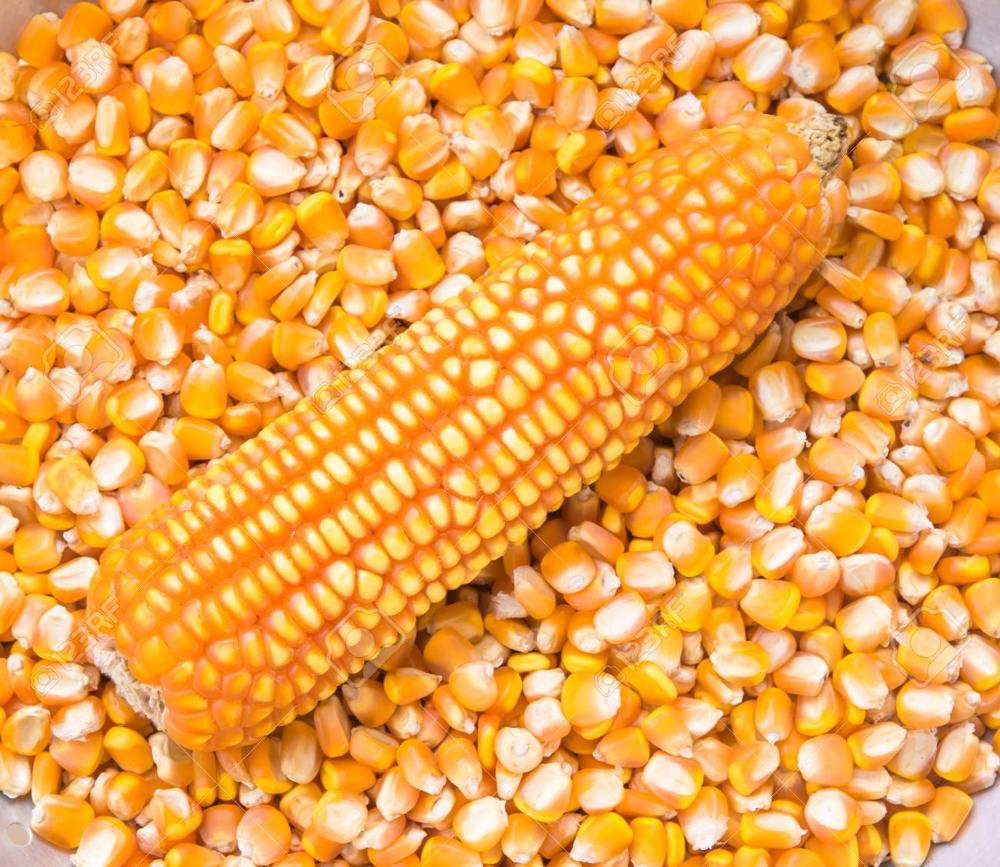 WHITE AND YELLOW CORN, MAIZE WHOLE KERNEL yellow maize is a variety of sweet corn