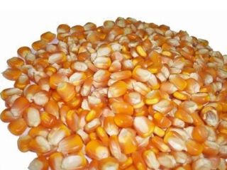 WHITE AND YELLOW CORN, MAIZE WHOLE KERNEL yellow maize