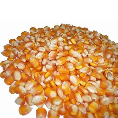 WHITE AND YELLOW CORN, MAIZE WHOLE KERNEL yellow maize is a variety of sweet corn